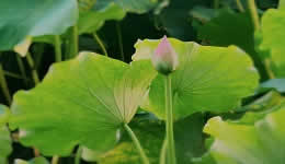 Lotus in Bloom in Hangzhou