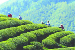 Hangzhou Longjing Tea Culture Day Tour In Spring