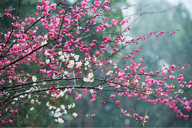 hangzhou botanical garden_03.JPEG