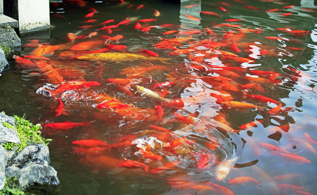 Watching_fish_at_flower_pond.jpg