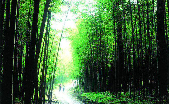 Bamboo_lined_Path_at_Yunqi_hangzhou.jpg Bamboo_lined_Path_at_Yunqi_hangzhou.jpg