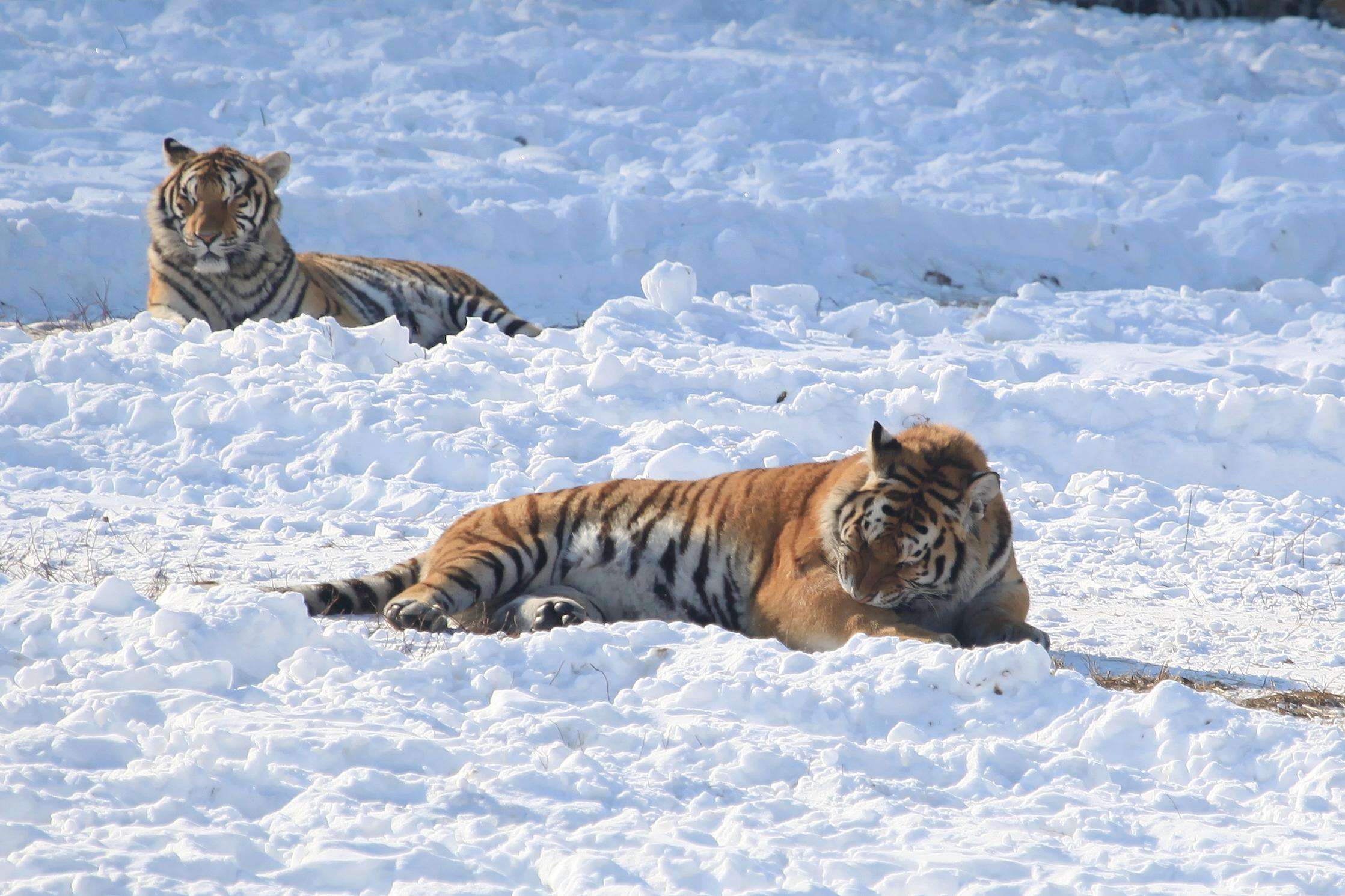 12_Days_Beijing_Shenyang_Changchun_Jilin_Harbin_Sightseeing_Tour_20.jpg 12_Days_Beijing_Shenyang_Changchun_Jilin_Harbin_Sightseeing_Tour_20.jpg