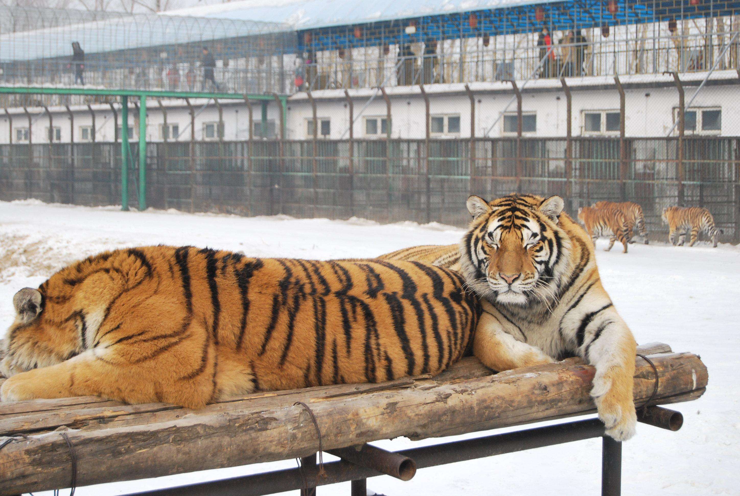 12_Days_Beijing_Shenyang_Changchun_Jilin_Harbin_Sightseeing_Tour_21.jpg 12_Days_Beijing_Shenyang_Changchun_Jilin_Harbin_Sightseeing_Tour_21.jpg