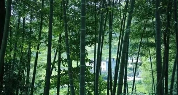bamboo_forest_CHUNAN.jpeg
