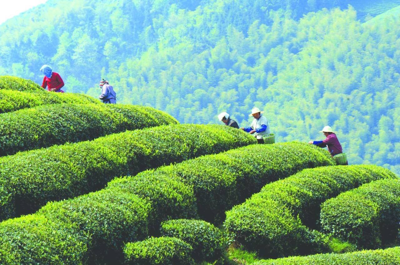 Meijiawu-Hangzhou