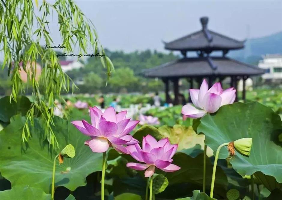 Liye_Village_zhejiang.jpg