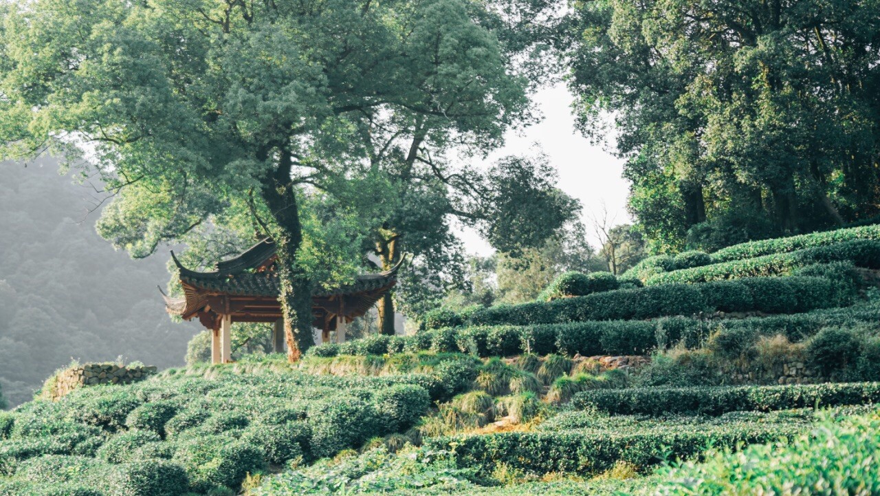 Meijiawu-Tea-Plantation Meijiawu-Tea-Plantation