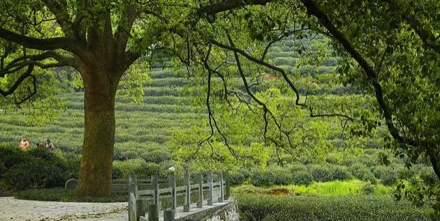 Meijiawu-Tea-Plantation-Hangzhou Meijiawu-Tea-Plantation-Hangzhou