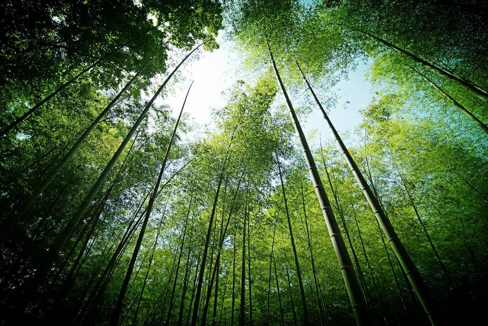 Bamboo-lined-Path-at-Yunqi-Hangzhou Bamboo-lined-Path-at-Yunqi-Hangzhou