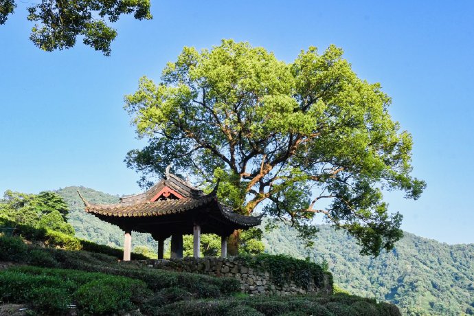 Meijiawu-Tea-Plantation-Hangzhou Meijiawu-Tea-Plantation-Hangzhou