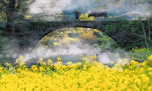 rapeseed-flowers rapeseed-flowers