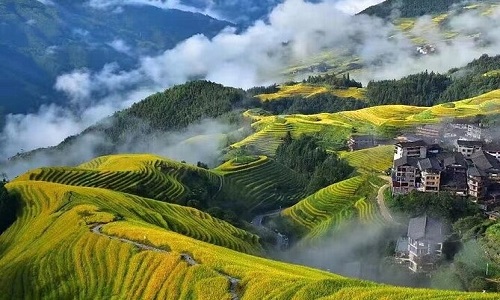 Longji-Rice-Terraces-Longsheng Longji-Rice-Terraces-Longsheng