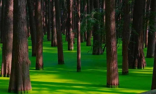 Hangzhou-Qingshan-Lake-National-Forest-Park Hangzhou-Qingshan-Lake-National-Forest-Park