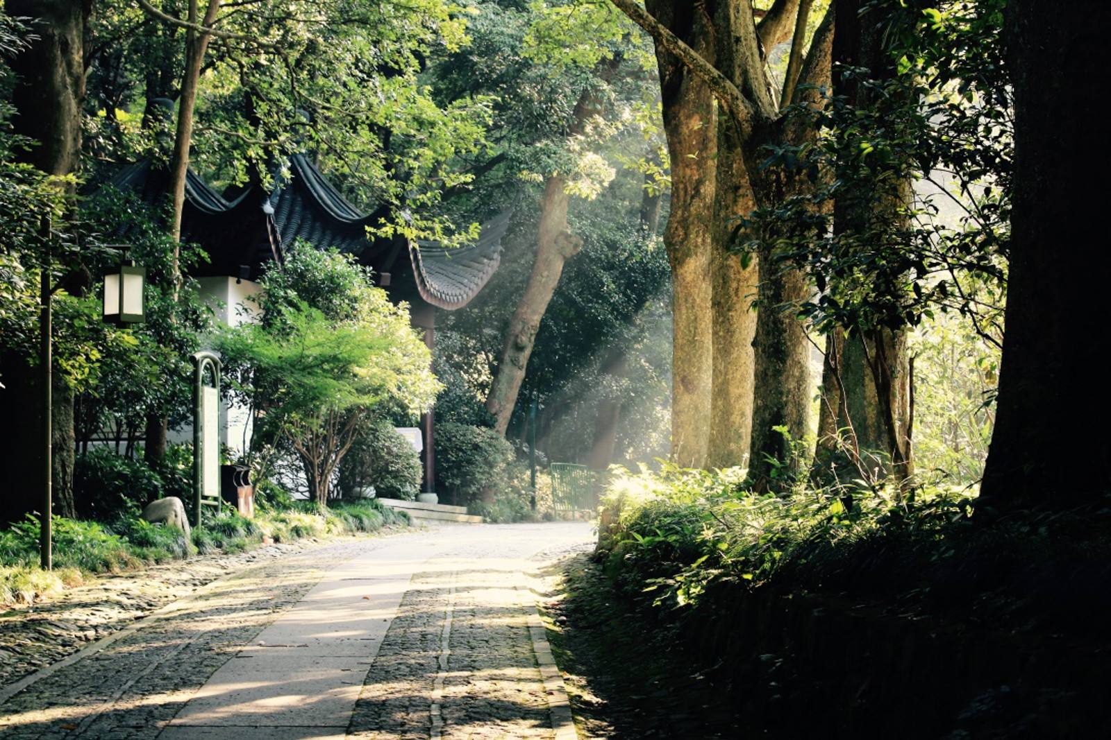 Bamboo_Path_At_Yunqi.jpg Bamboo_Path_At_Yunqi.jpg