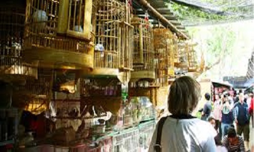 Flower-and-Birds-Market Flower-and-Birds-Market