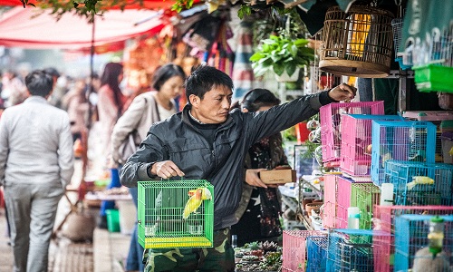 Flower-and-Birds-Market-Kunming Flower-and-Birds-Market-Kunming