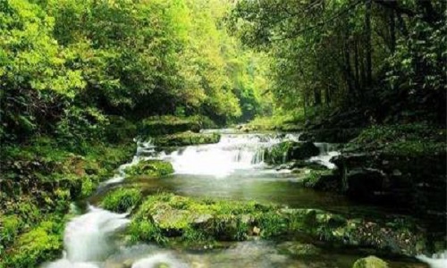 Golden-Whip-Stream Golden-Whip-Stream
