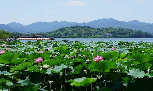 Lotus-in-the-Breeze-at-the-Crooked-Courtyard-Hangzhou Lotus-in-the-Breeze-at-the-Crooked-Courtyard-Hangzhou