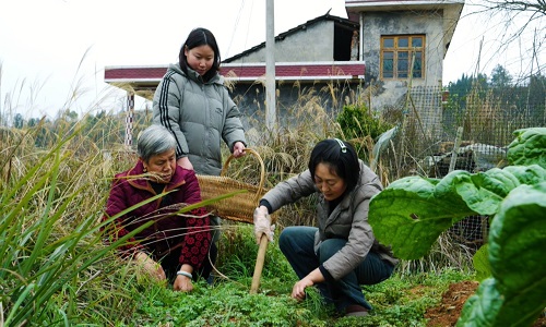 Vegetable-Picking-in-a-Farm-Garden Vegetable-Picking-in-a-Farm-Garden