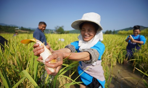 Fish-Catching-in-the-Rice-Fields2 Fish-Catching-in-the-Rice-Fields2