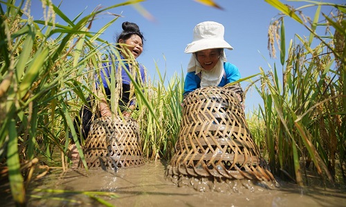 Fish-Catching-in-the-Rice-Fields Fish-Catching-in-the-Rice-Fields