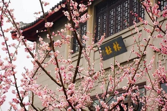 Plum-Blossoms-on-Gushan-Mountain Plum-Blossoms-on-Gushan-Mountain
