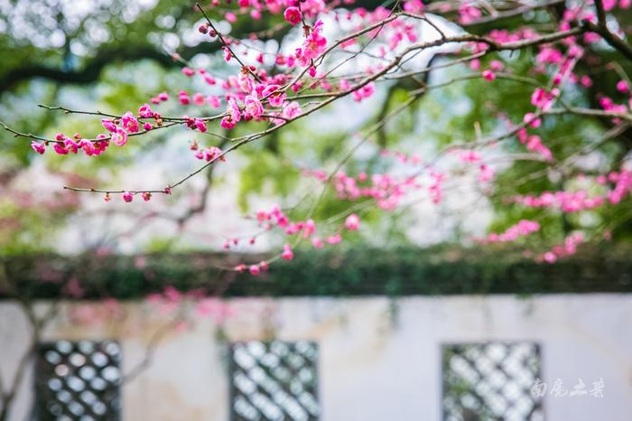 Plum-Blossoms-on-Gushan-Mountain2 Plum-Blossoms-on-Gushan-Mountain2