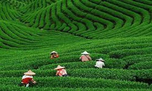 Meijiawu-Tea-Plantation Meijiawu-Tea-Plantation