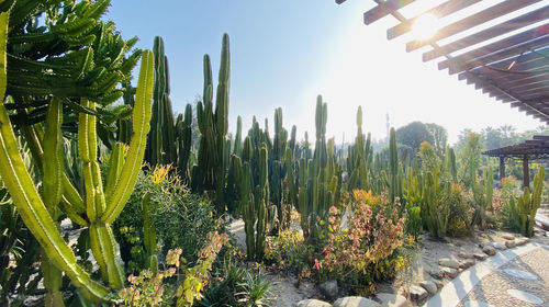 Botanical-Garden Botanical-Garden