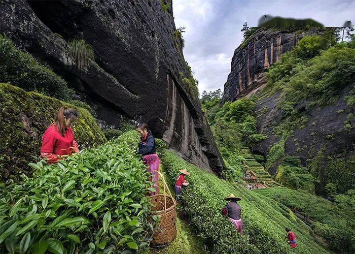Dahongpao-Tea-Garden Dahongpao-Tea-Garden