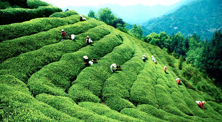Dahongpao-Tea-Garden4 Dahongpao-Tea-Garden4