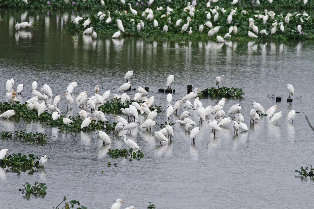 Birdwatching2