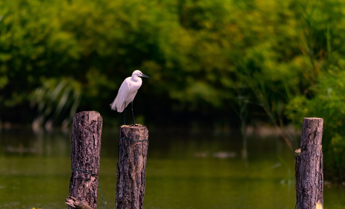 Birdwatching3