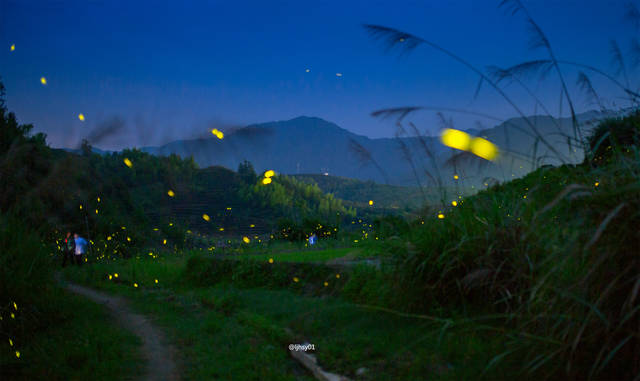 Firefly Firefly