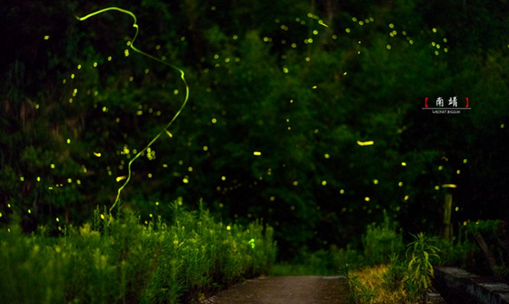 Firefly2 Firefly2