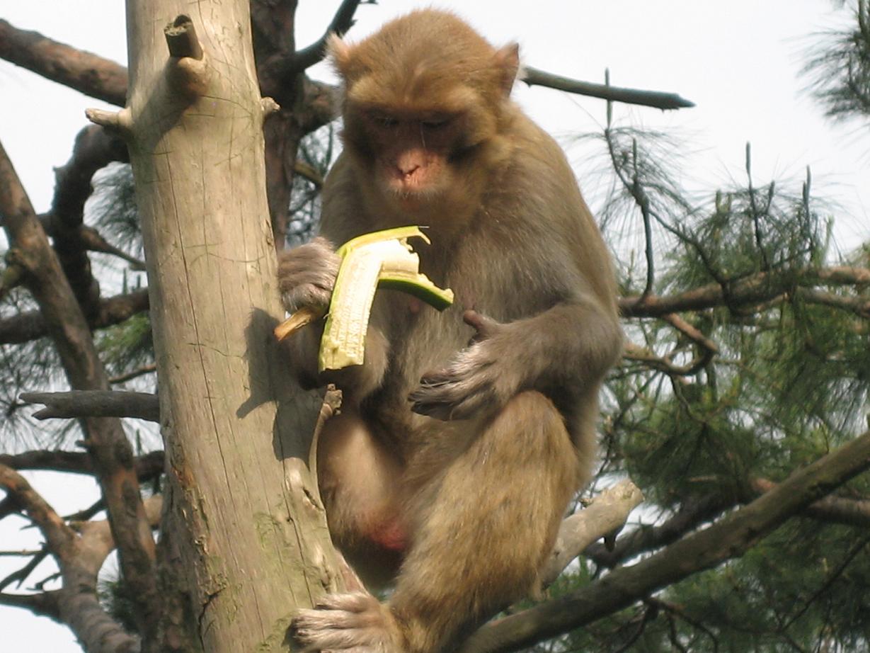 Qiandaohu-monkey Qiandaohu-monkey