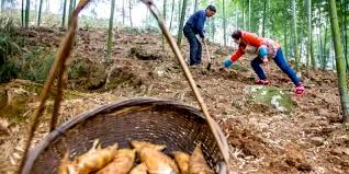 Winter-Bamboo-Shoots Winter-Bamboo-Shoots
