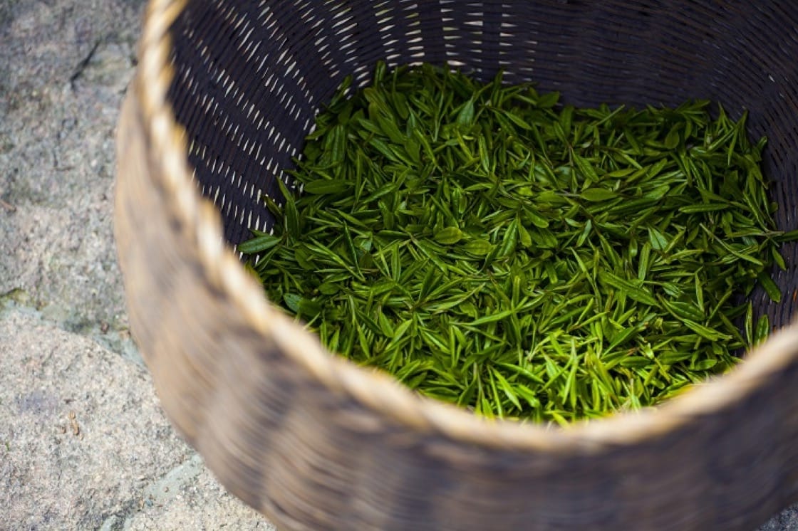 Pre-Qingming-Longjing Pre-Qingming-Longjing