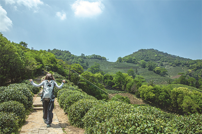 Stroll-Through-Scenic-Tea-Plantations Stroll-Through-Scenic-Tea-Plantations