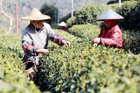 Tea-Picking-Experience3 Tea-Picking-Experience3