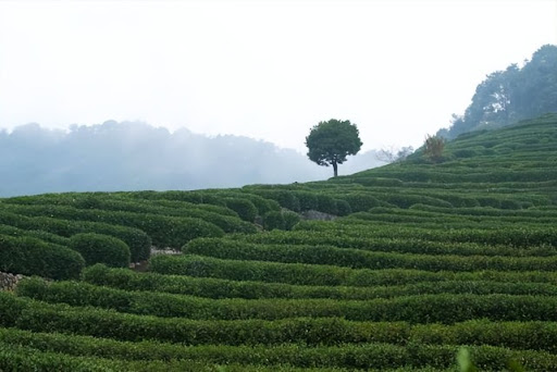 Tea-Village4 Tea-Village4