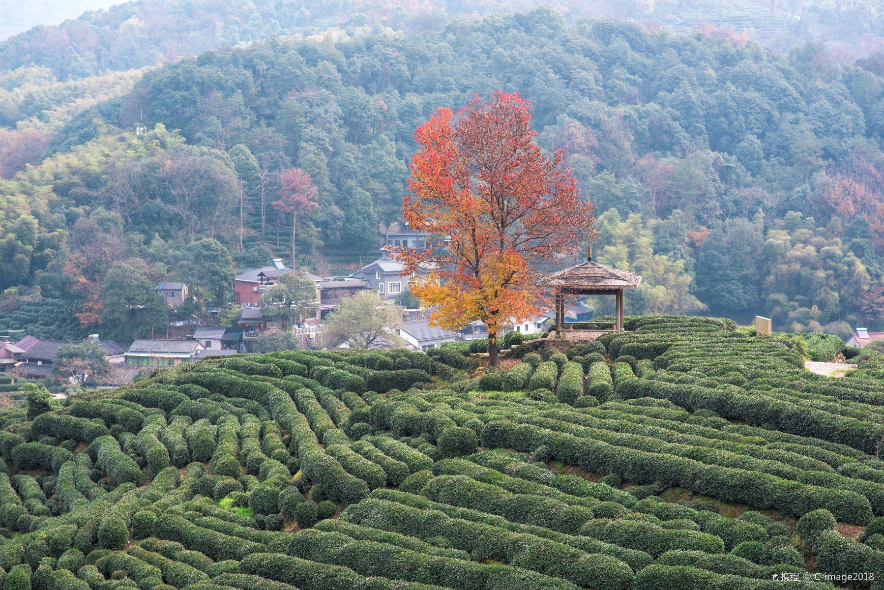 Tea-Village7 Tea-Village7