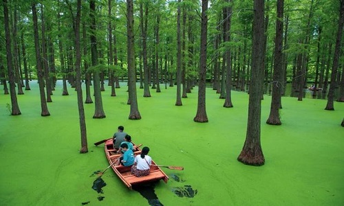 Hangzhou-Qingshan-Lake-National-Forest-Park12 Hangzhou-Qingshan-Lake-National-Forest-Park12