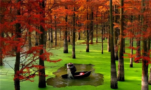 Hangzhou-Qingshan-Lake-National-Forest-Park2 Hangzhou-Qingshan-Lake-National-Forest-Park2