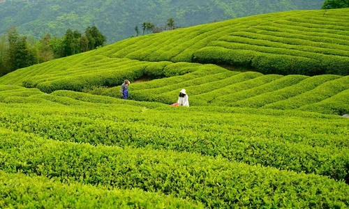 Meijiawu-Tea-Village Meijiawu-Tea-Village