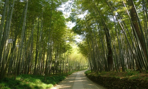bamboo bamboo